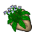 potted flower
