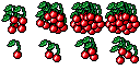 cherry