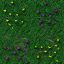 wall flowers